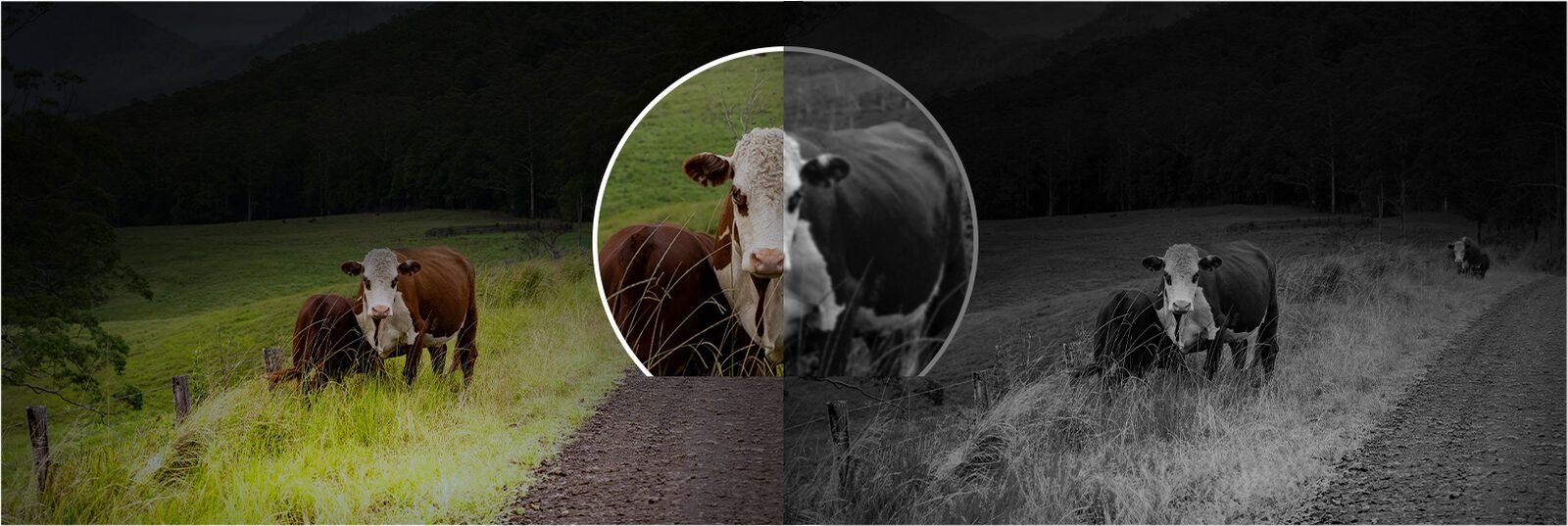 Night view of cattle in full colour on the left and black-and-white infrared on the right